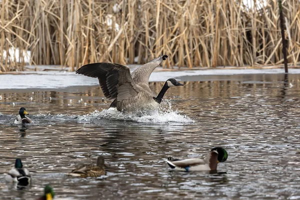 Χήνα Canada Goose Flight Scene Wisconsin Natural Area — Φωτογραφία Αρχείου