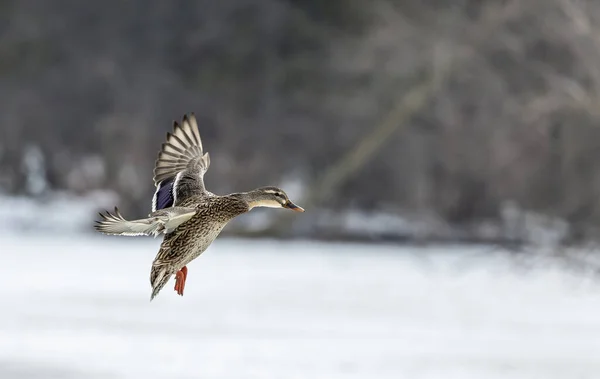 Σκύψε Mallard Duck Flight Natural Scene Wisconsin Conservation Area — Φωτογραφία Αρχείου