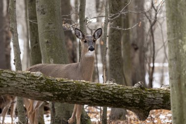 Geyik. Beyaz kuyruklu geyik, kışın Virginia geyiği olarak da bilinir. Wisconsin Eyalet Parkı.