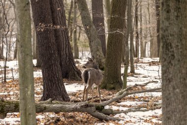 Geyik. Beyaz kuyruklu geyik, kışın Virginia geyiği olarak da bilinir. Wisconsin Eyalet Parkı.