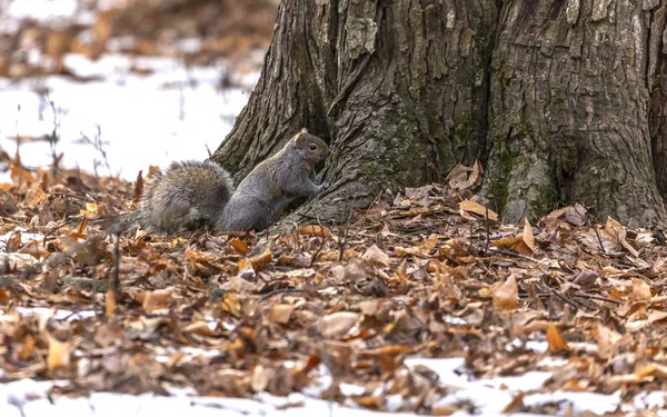 Wiewiórka Wschodnia Szara Wiewiórka Zimą Scena Przyrodnicza Parku Stanowego Wisconsin — Zdjęcie stockowe