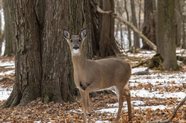 Geyik. Beyaz kuyruklu geyik, kışın Virginia geyiği olarak da bilinir. Wisconsin Eyalet Parkı.