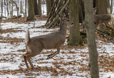 Geyik. Beyaz kuyruklu geyik, kışın Virginia geyiği olarak da bilinir. Wisconsin Eyalet Parkı.