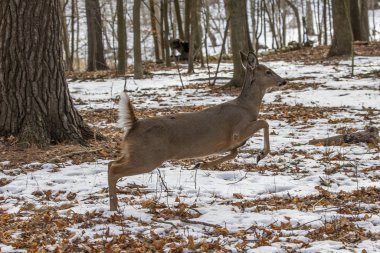 Geyik. Beyaz kuyruklu geyik, kışın Virginia geyiği olarak da bilinir. Wisconsin Eyalet Parkı.