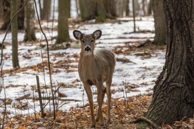 Geyik. Beyaz kuyruklu geyik, kışın Virginia geyiği olarak da bilinir. Wisconsin Eyalet Parkı.