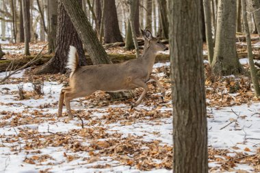 Geyik. Beyaz kuyruklu geyik, kışın Virginia geyiği olarak da bilinir. Wisconsin Eyalet Parkı.