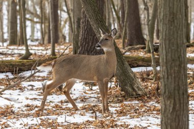 Geyik. Beyaz kuyruklu geyik, kışın Virginia geyiği olarak da bilinir. Wisconsin Eyalet Parkı.