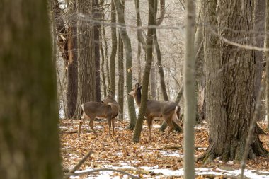 Geyik. Beyaz kuyruklu geyik, kışın Virginia geyiği olarak da bilinir. Wisconsin Eyalet Parkı.