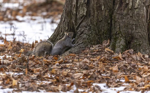 Scoiattolo Scoiattolo Grigio Orientale Inverno Scena Naturale Dal Parco Statale — Foto Stock