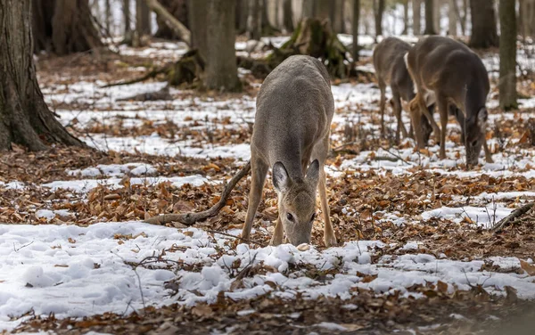 Deer White Tailed Deer Also Known Whitetail Virginia Deer Winter — Stock Photo, Image