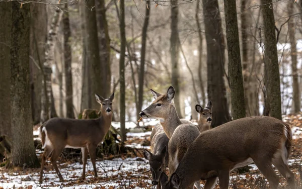 Rotwild Das Weißschwanzhirsch Auch Bekannt Als Weißschwanz Oder Jungfernhirsch Winter — Stockfoto