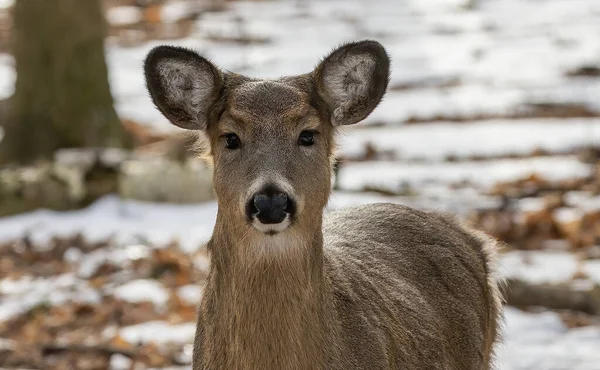 Cerf Cerf Virginie Également Connu Sous Nom Queue Blanche Cerf — Photo