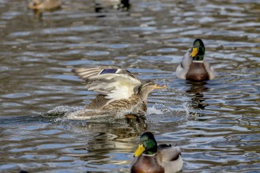  Eğil. Mallard Duck, Wisconsin 'deki koruma bölgesinde erkek..