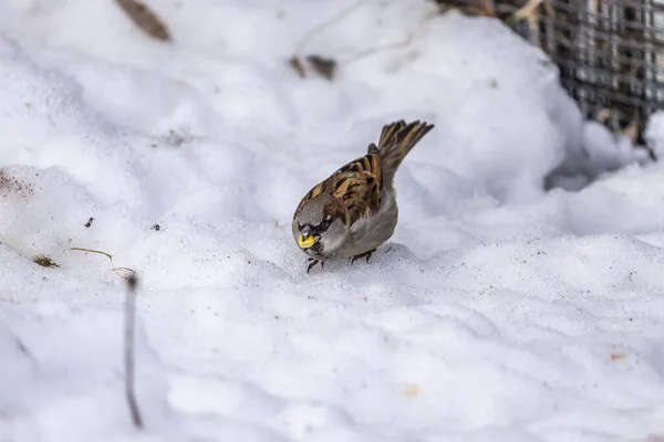 house sparrow in the snow looking for food