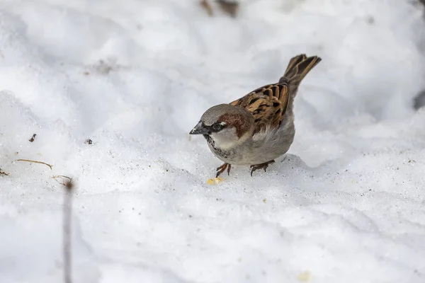 在雪地里寻找食物的麻雀 — 图库照片