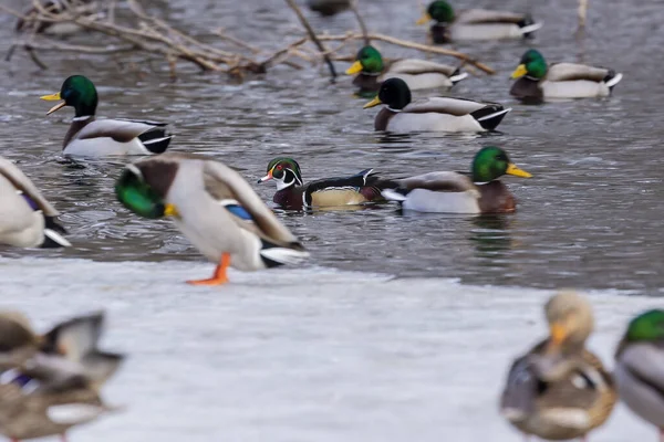 Ente Stockenten Und Waldenten Der Naturumgebung Winterzeit Wisconsin State Area — Stockfoto