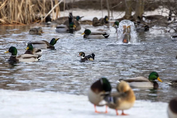 自然环境中的野鸭和木鸭 威斯康星州的冬季 — 图库照片
