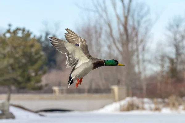 Pato Mallard Duck Macho Área Conservación Wisconsin — Foto de Stock
