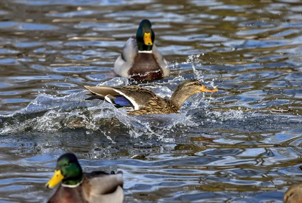 Ente Stockente Männchen Naturschutzgebiet Wisconsin — Stockfoto