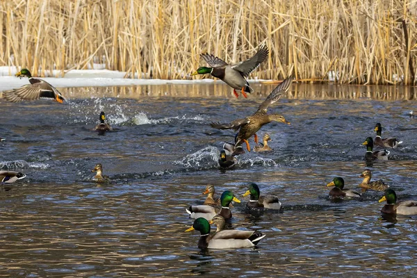  Eğil. Mallard Duck, Wisconsin 'deki koruma bölgesinde erkek..