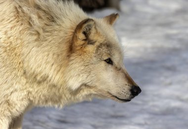  Gri Kurt (Canis lupus), Kuzey Amerika 'da kışın Timber Wolf olarak da bilinir..