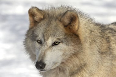  Gri Kurt (Canis lupus), Kuzey Amerika 'da kışın Timber Wolf olarak da bilinir..