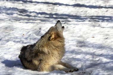  Gri Kurt (Canis lupus), Kuzey Amerika 'da kışın Timber Wolf olarak da bilinir..