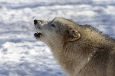  Gri Kurt (Canis lupus), Kuzey Amerika 'da kışın Timber Wolf olarak da bilinir..