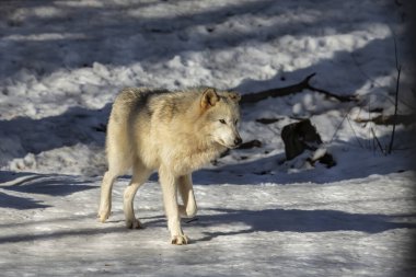  Gri Kurt (Canis lupus), Kuzey Amerika 'da kışın Timber Wolf olarak da bilinir..