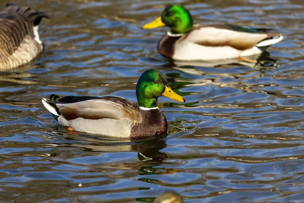 Skrč Kačer Mallard Muž Chráněné Oblasti Wisconsinu — Stock fotografie