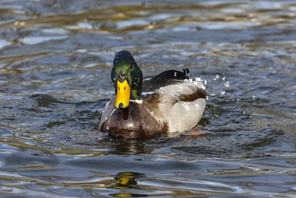 Σκύψε Mallard Duck Αρσενικό Περιοχή Διατήρησης Στο Ουισκόνσιν — Φωτογραφία Αρχείου