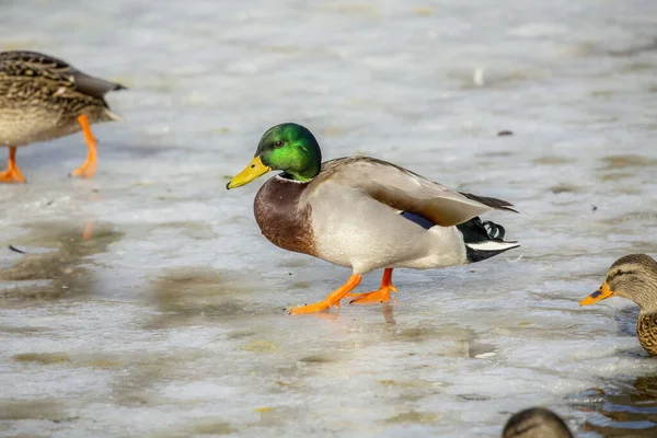 Pato Mallard Duck Macho Área Conservación Wisconsin — Foto de Stock