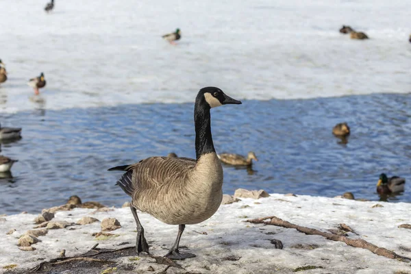 Ganso Canadiense Con Ánades Reales Estanque Congelado Escena Natural Wisconsin — Foto de Stock