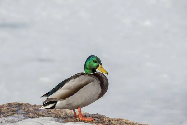 Duck Mallard Duck Male Conservation Area Wisconsin — Stock Photo, Image