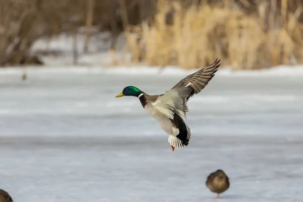 Σκύψε Mallard Duck Αρσενικό Περιοχή Διατήρησης Στο Ουισκόνσιν — Φωτογραφία Αρχείου