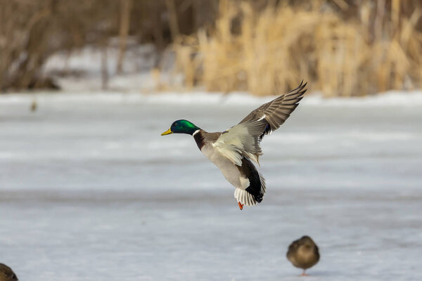  Duck. Mallard Duck,male in conservation area in Wisconsin.