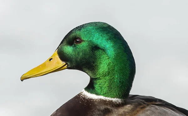 Bukken Mallard Duck Man Natuurgebied Wisconsin — Stockfoto