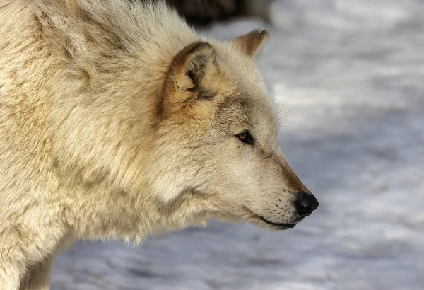 Szürke Farkas Canis Lupus Ismert Észak Amerikában Mint Farkas Télen — Stock Fotó