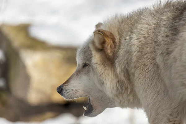 Grey Wolf Canis Lupus Also Known North America Timber Wolf — 스톡 사진