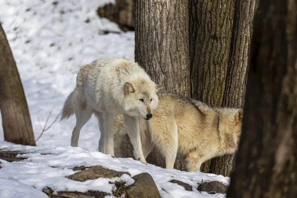 Loup Gris Canis Lupus Également Connu Amérique Nord Sous Nom — Photo