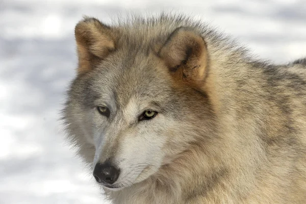 Šedý Vlk Canis Lupus Také Známý Severní Americe Jako Dřevěný — Stock fotografie