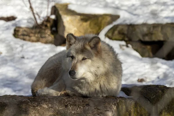 Loup Gris Canis Lupus Également Connu Amérique Nord Sous Nom — Photo