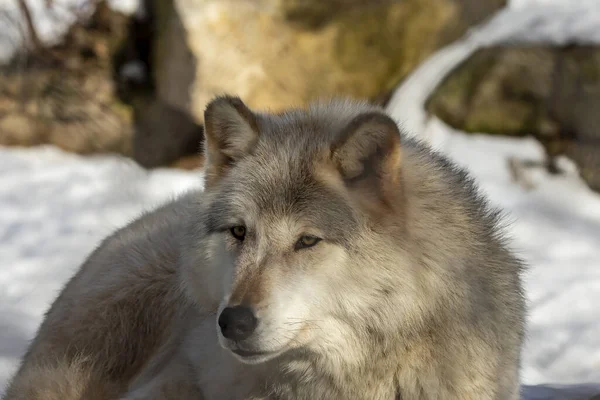 Szürke Farkas Canis Lupus Ismert Észak Amerikában Mint Farkas Télen — Stock Fotó