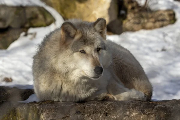 Szürke Farkas Canis Lupus Ismert Észak Amerikában Mint Farkas Télen — Stock Fotó