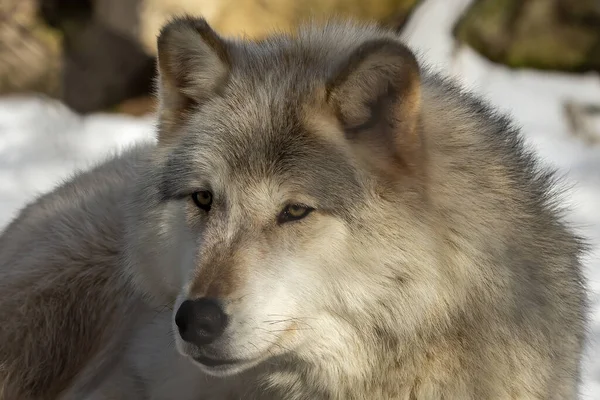 Szürke Farkas Canis Lupus Ismert Észak Amerikában Mint Farkas Télen — Stock Fotó