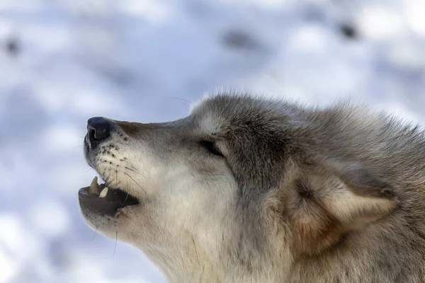 Szürke Farkas Canis Lupus Ismert Észak Amerikában Mint Farkas Télen — Stock Fotó