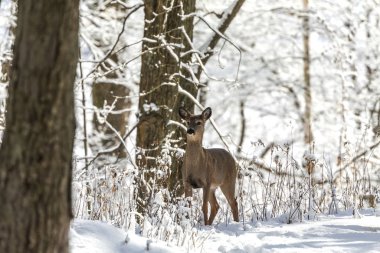 Geyik. Karda beyaz kuyruklu geyik. Wisconsin Eyalet Parkı 'ndan doğal manzara. Hind ve yaşlı geyik yavrusu.