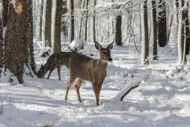 Geyik. Karda beyaz kuyruklu geyik. Wisconsin Eyalet Parkı 'ndan doğal manzara. Hind ve yaşlı geyik yavrusu.