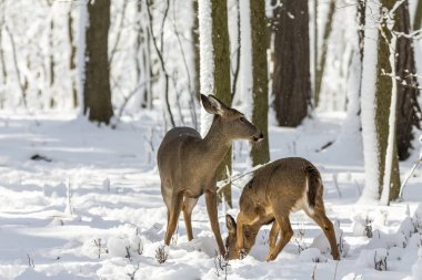 Geyik. Karda beyaz kuyruklu geyik. Wisconsin Eyalet Parkı 'ndan doğal manzara. Hind ve yaşlı geyik yavrusu.