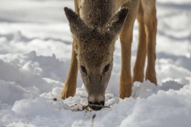 Geyik. Karda beyaz kuyruklu geyik. Wisconsin Eyalet Parkı 'ndan doğal manzara. Hind ve yaşlı geyik yavrusu.